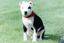 (2003-05) Loco à la maison